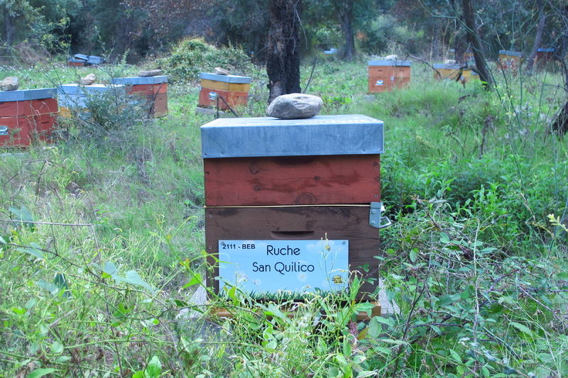 La ruche San Quilico
