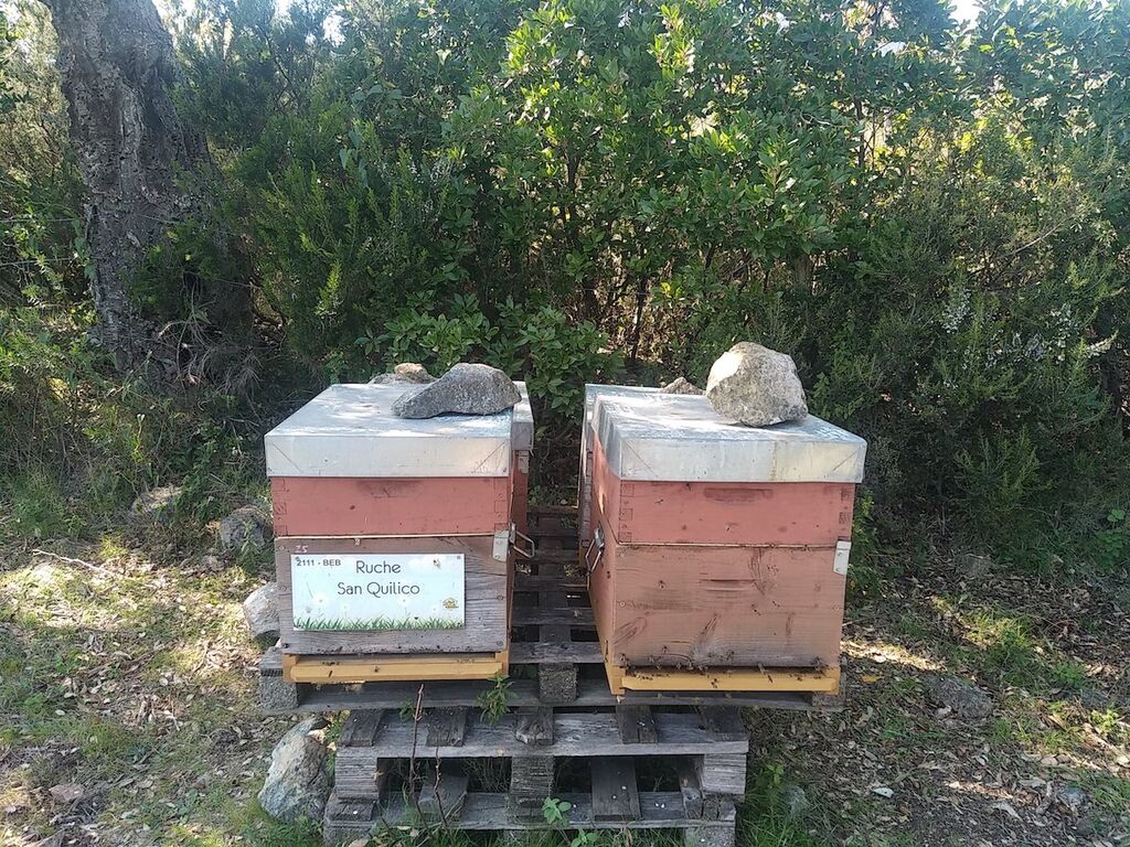 La ruche San Quilico
