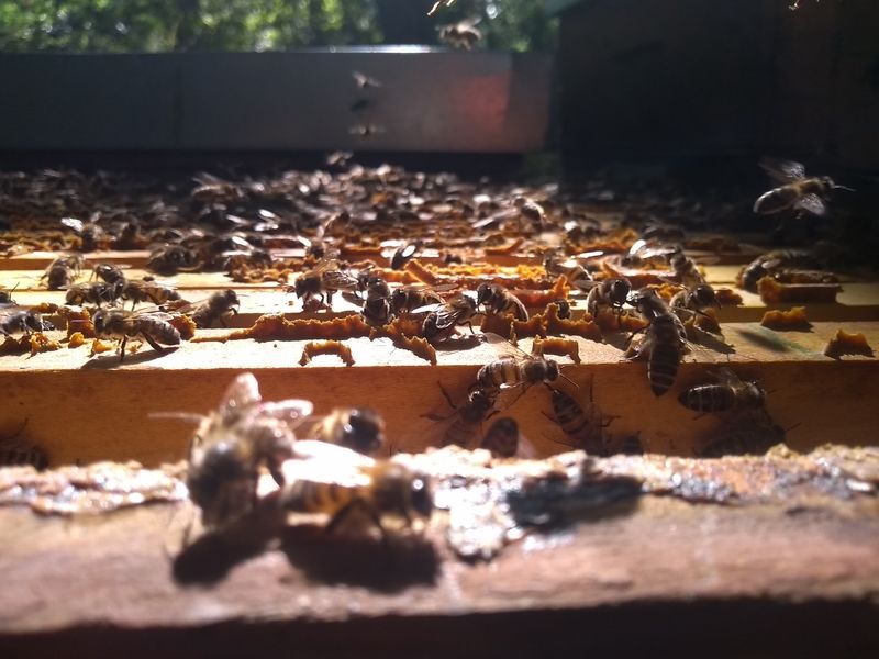 La ruche San Quilico