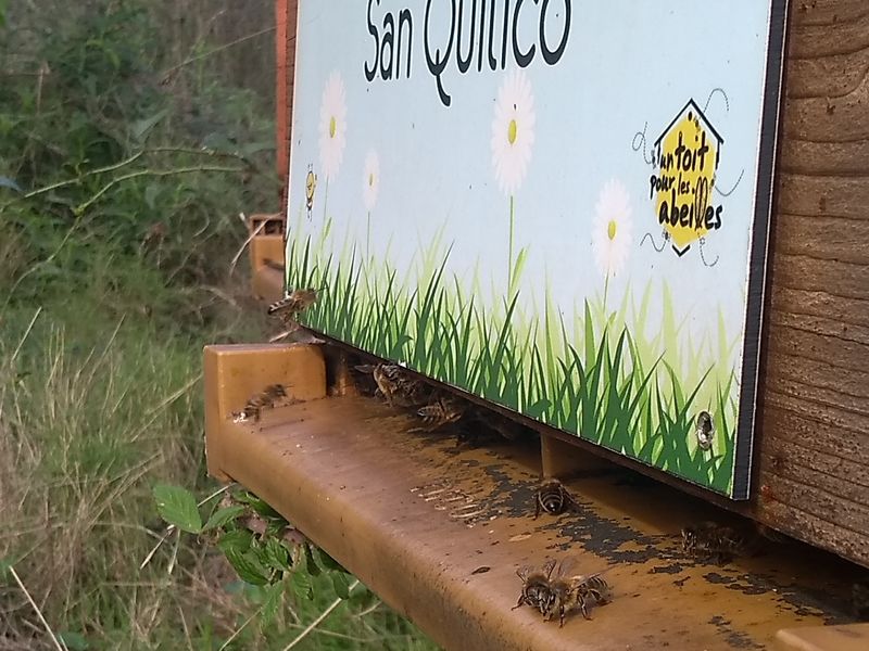 La ruche San Quilico