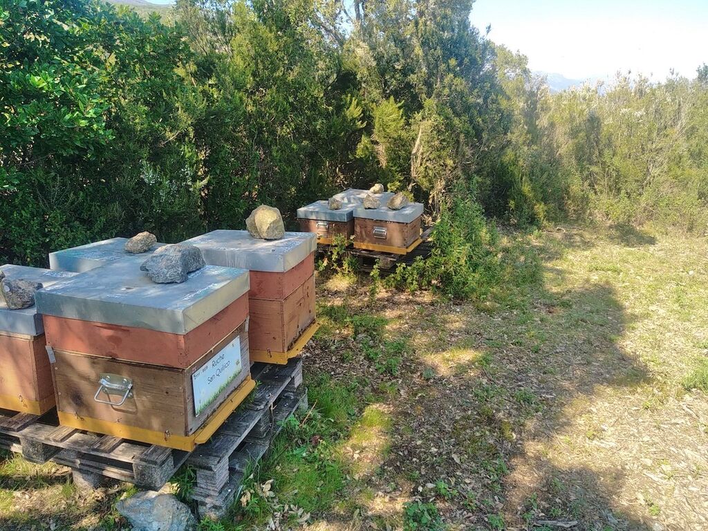 La ruche San Quilico