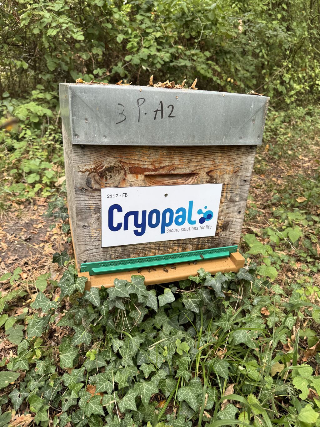 La ruche CE CRYOPAL