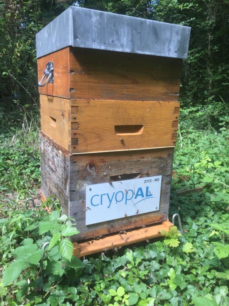 La ruche CE CRYOPAL