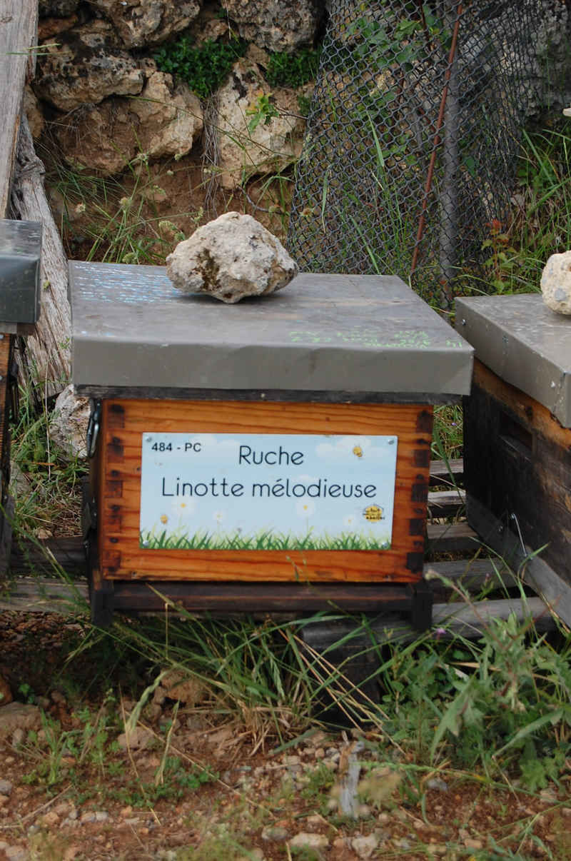 La ruche Linotte melodieuse