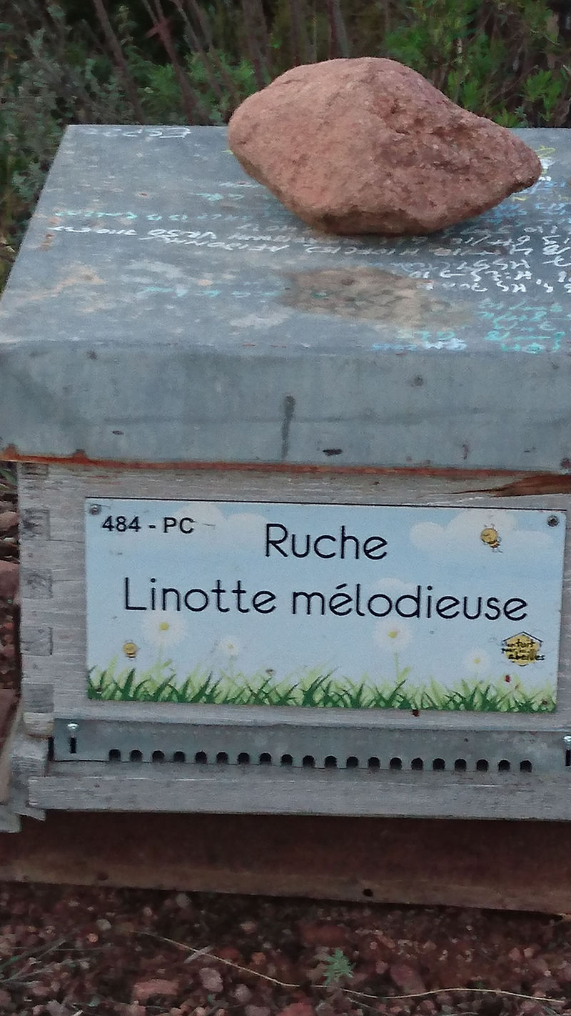 La ruche Linotte melodieuse