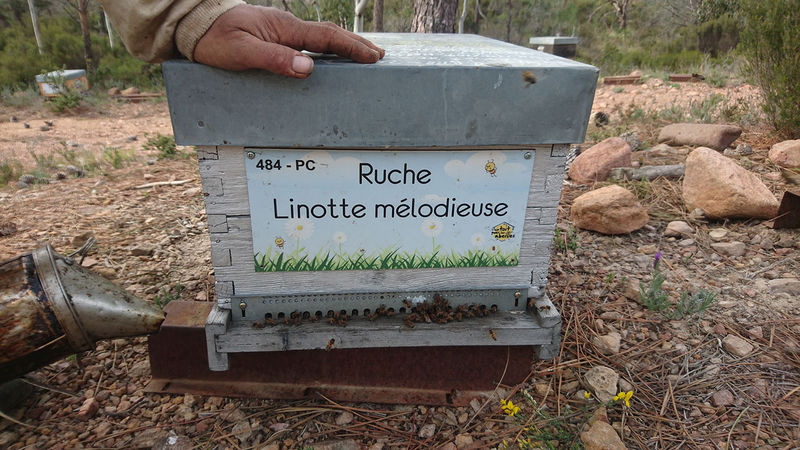 La ruche Linotte melodieuse