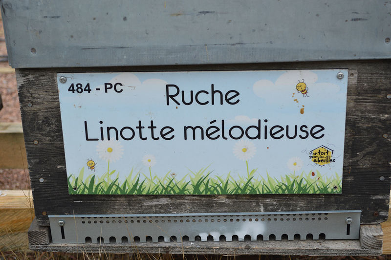 La ruche Linotte melodieuse