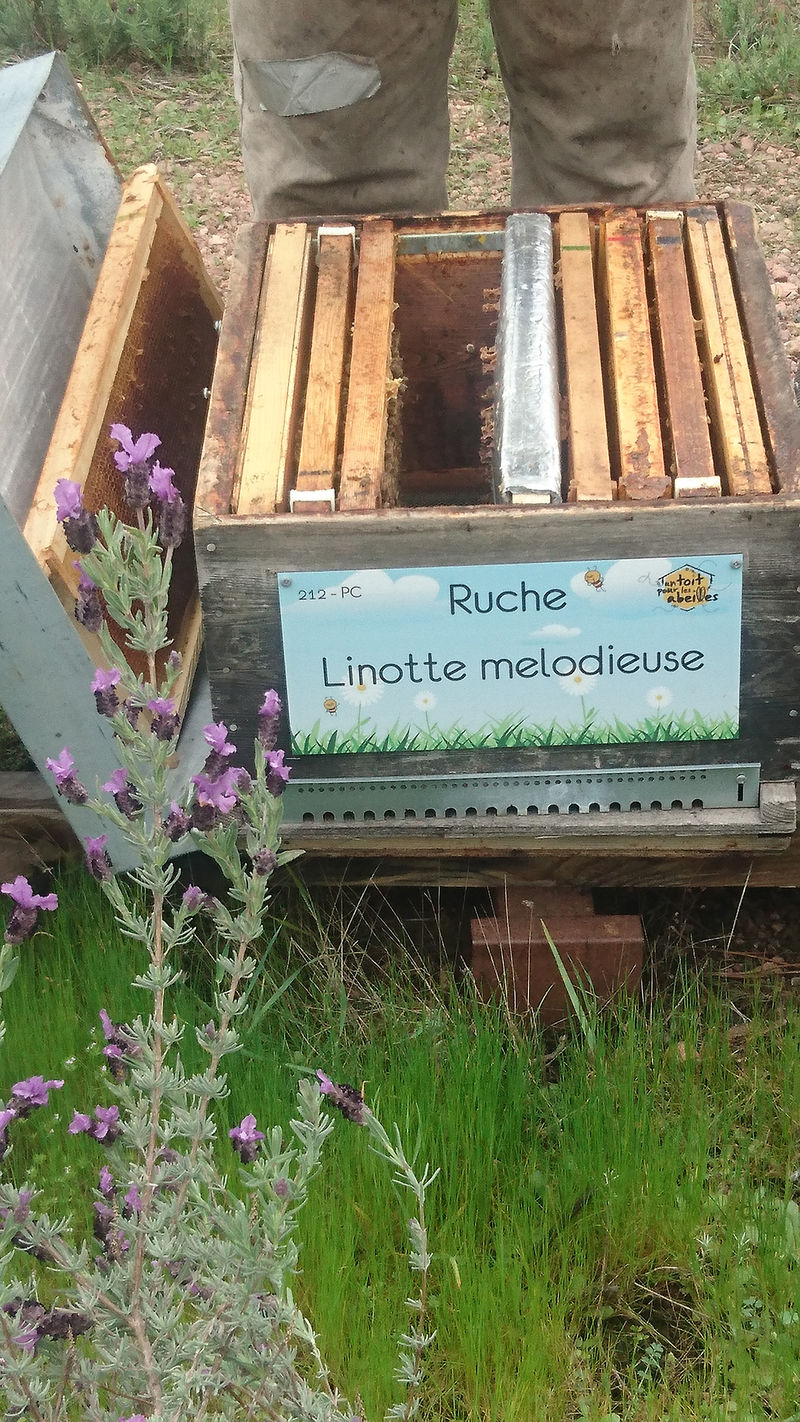 La ruche Linotte melodieuse