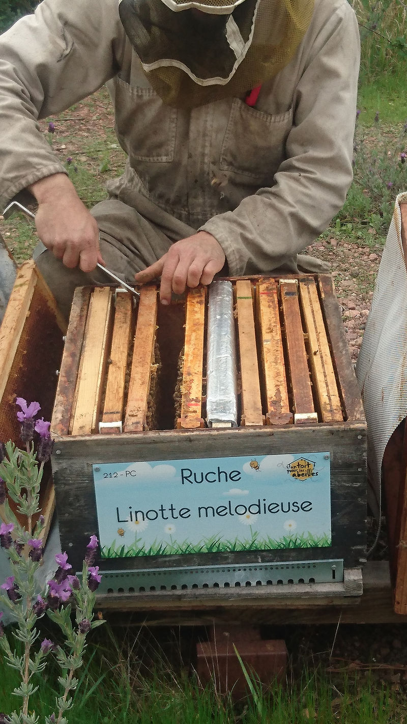 La ruche Linotte melodieuse