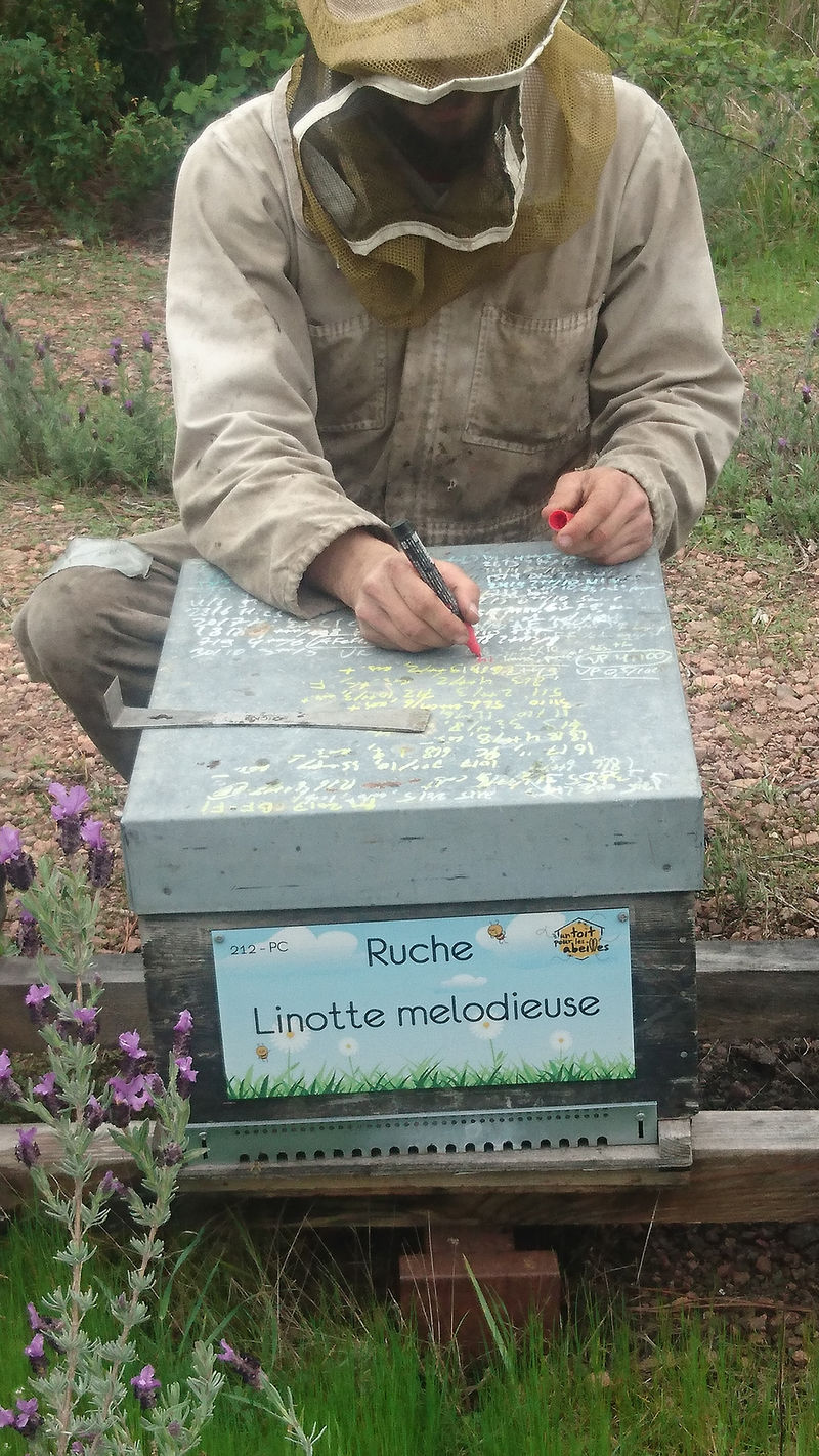 La ruche Linotte melodieuse