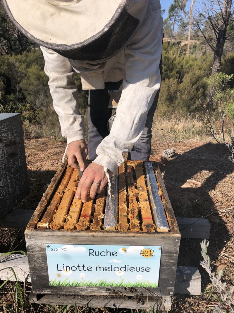 La ruche Linotte melodieuse