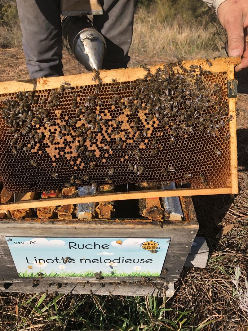 La ruche Linotte melodieuse