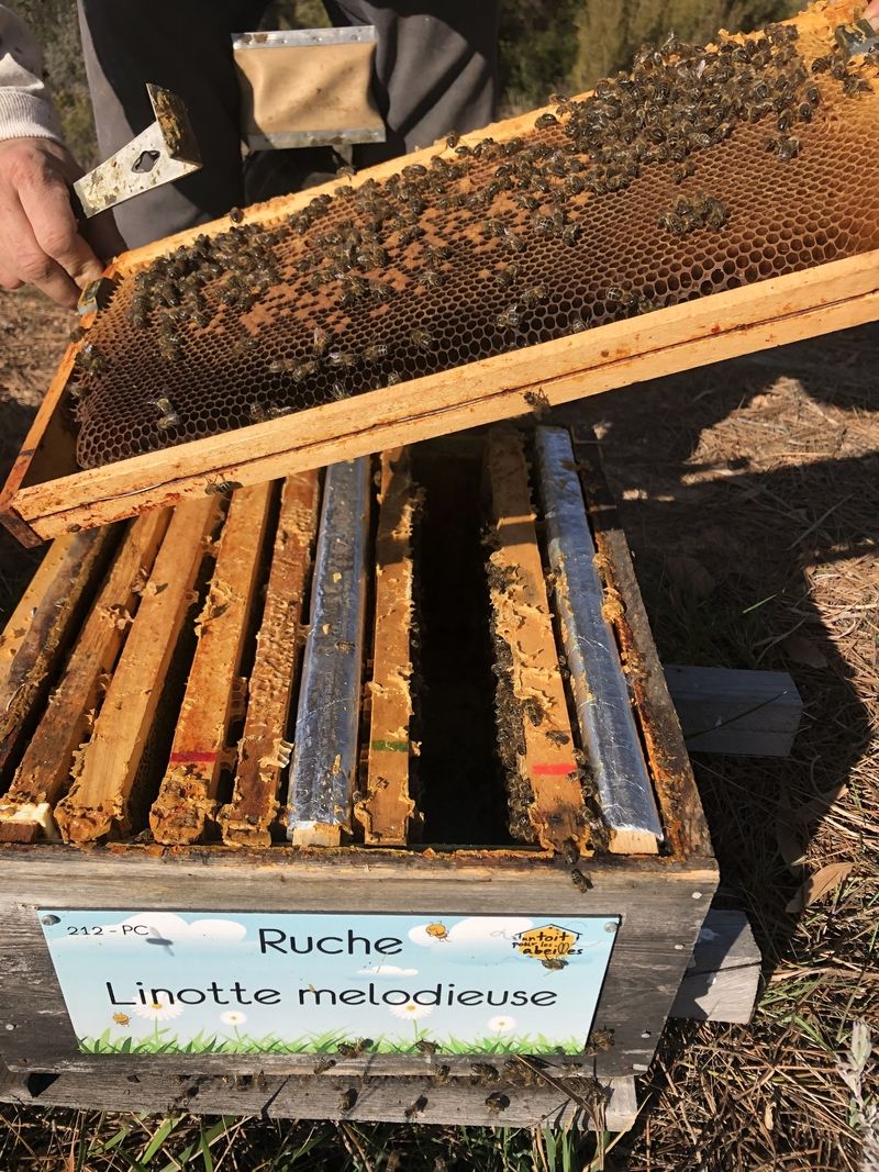 La ruche Linotte melodieuse