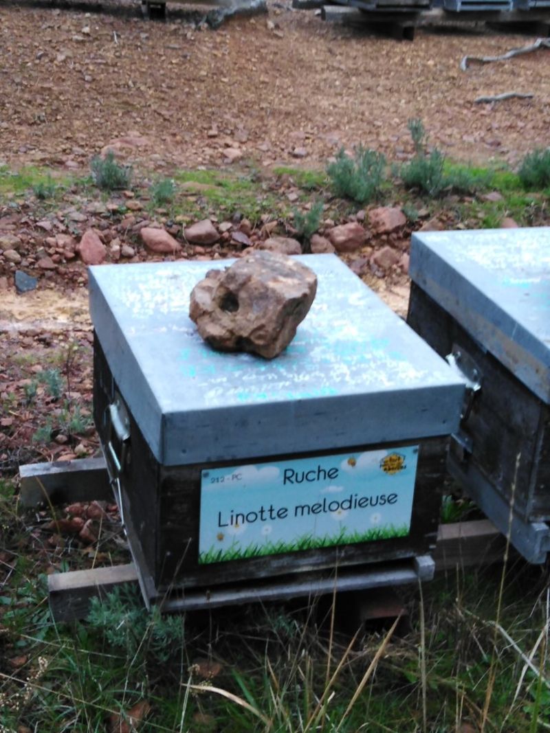 La ruche Linotte melodieuse