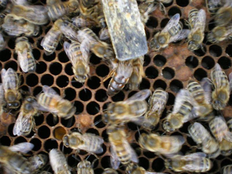 La ruche Garrot a oeil d or