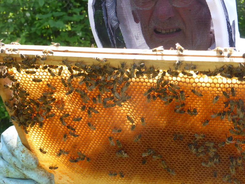 La ruche Garrot a oeil d or