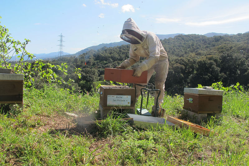 La ruche San Michele