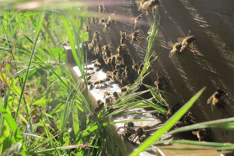 La ruche San Michele