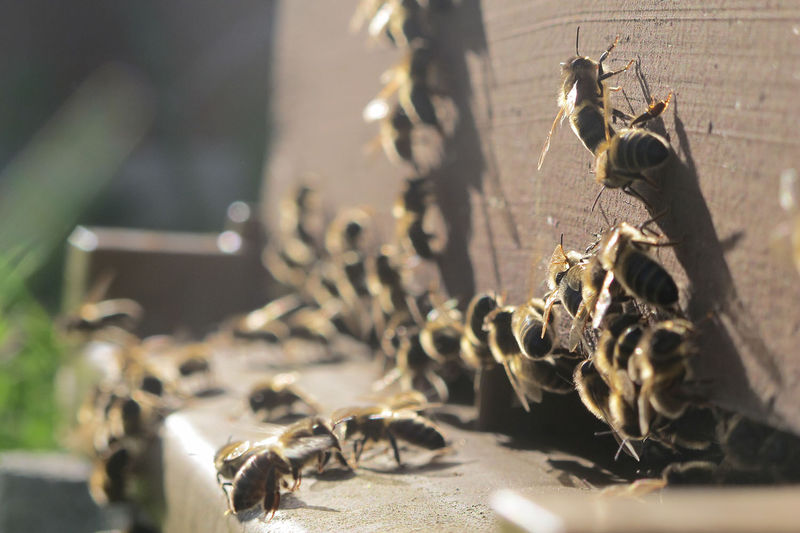 La ruche San Michele