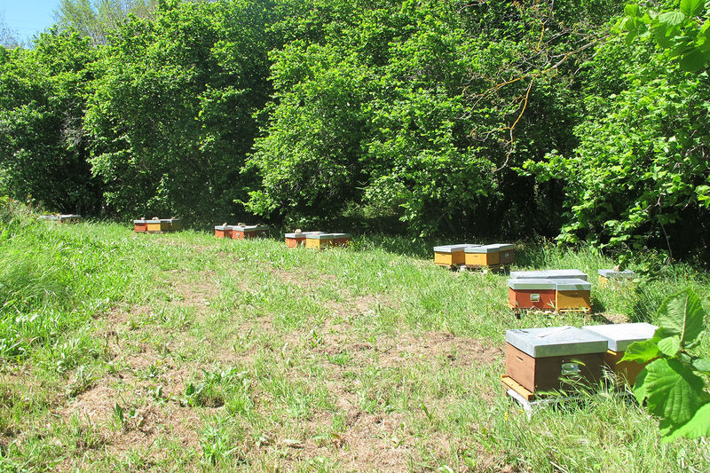 La ruche San Michele