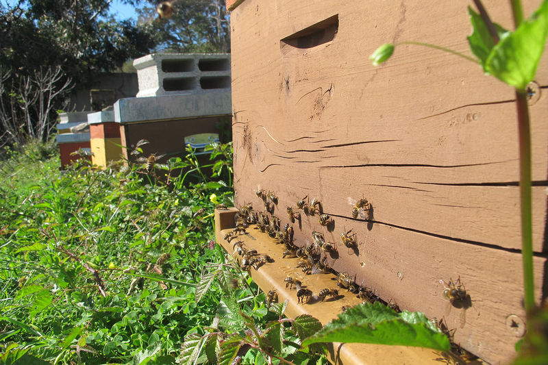 La ruche San Michele