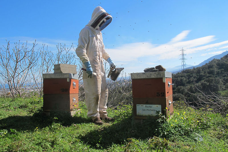 La ruche San Michele
