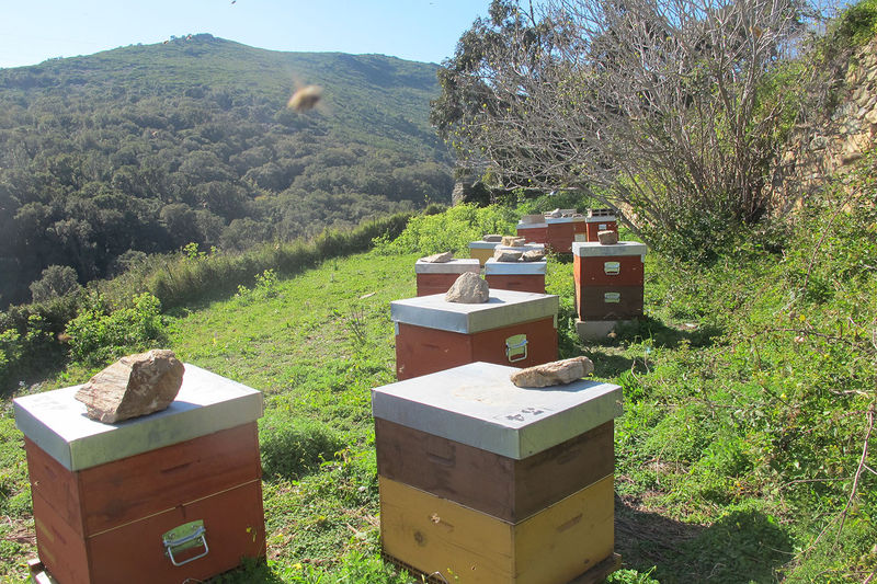 La ruche San Michele