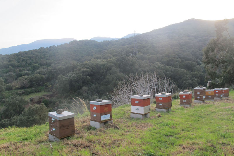 La ruche San Michele