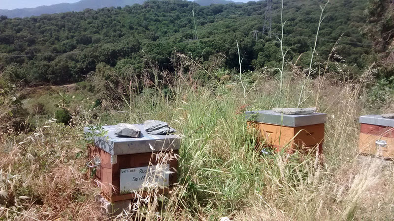 La ruche San Michele