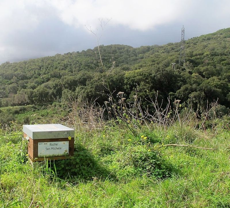 La ruche San Michele