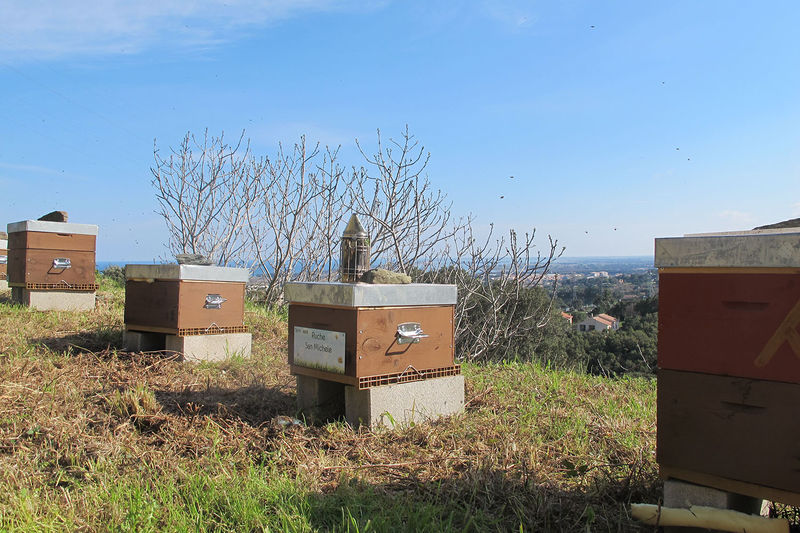 La ruche San Michele