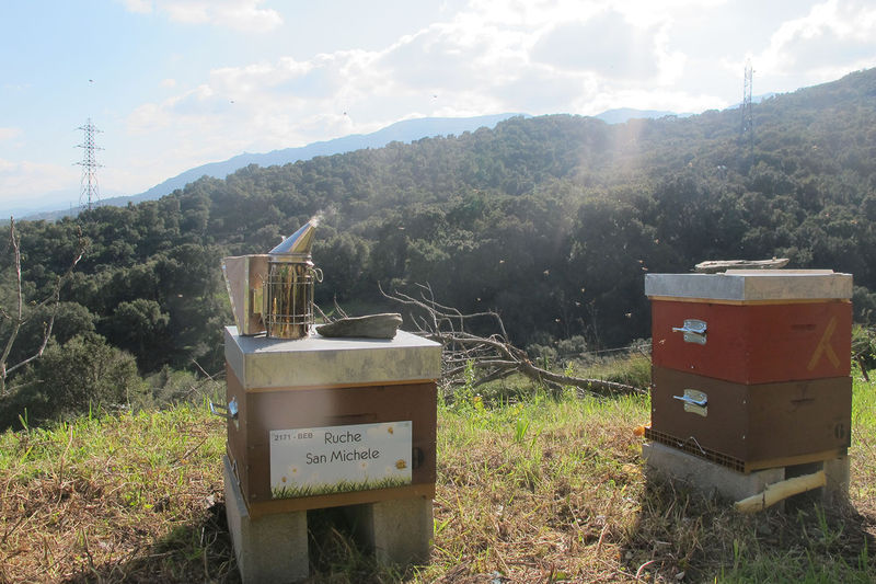 La ruche San Michele