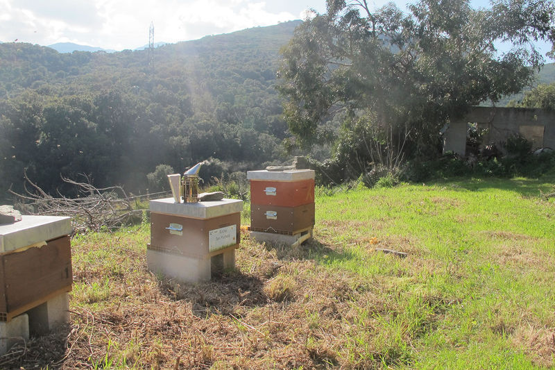 La ruche San Michele