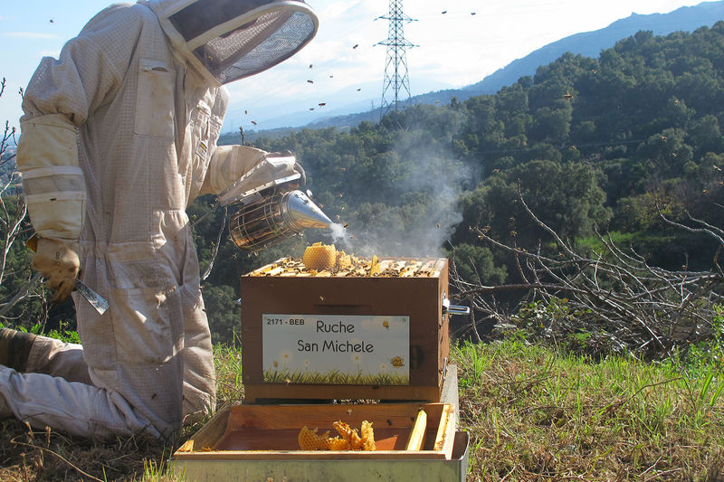 La ruche San Michele