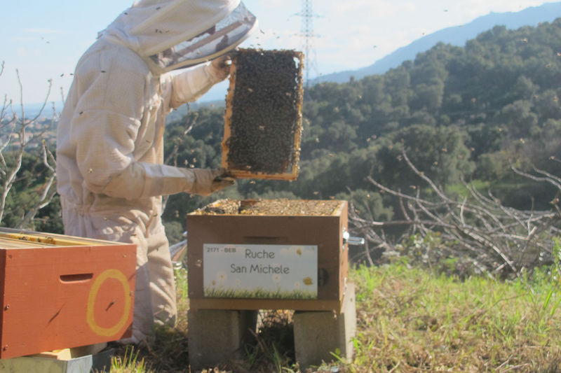 La ruche San Michele