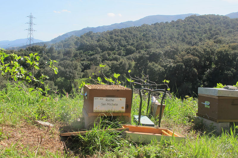 La ruche San Michele
