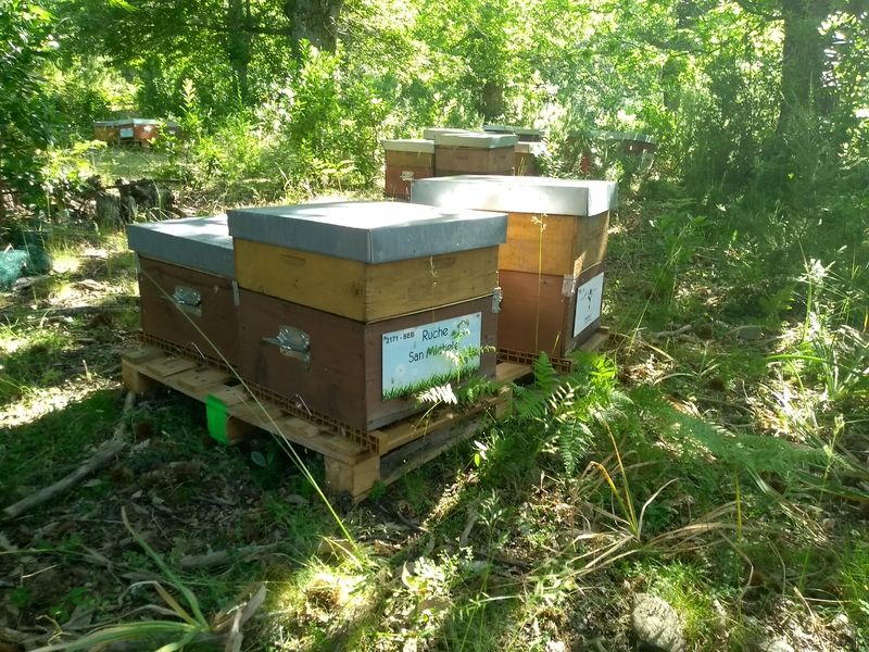 La ruche San Michele