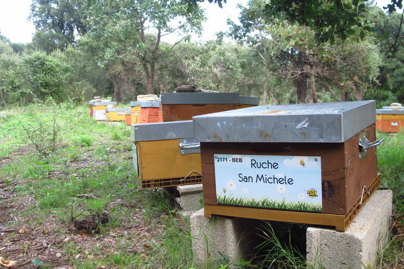 La ruche San Michele