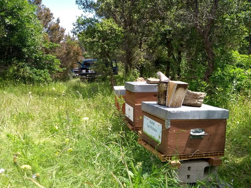 La ruche San Michele