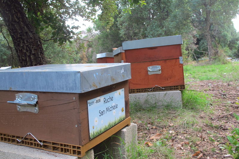 La ruche San Michele
