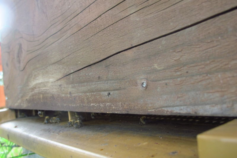 La ruche San Michele