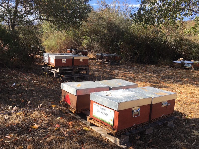 La ruche San Michele