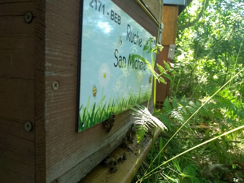 La ruche San Michele