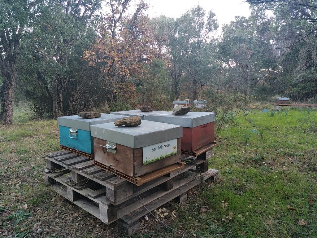 La ruche San Michele