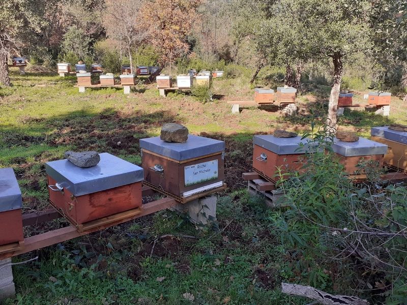 La ruche San Michele