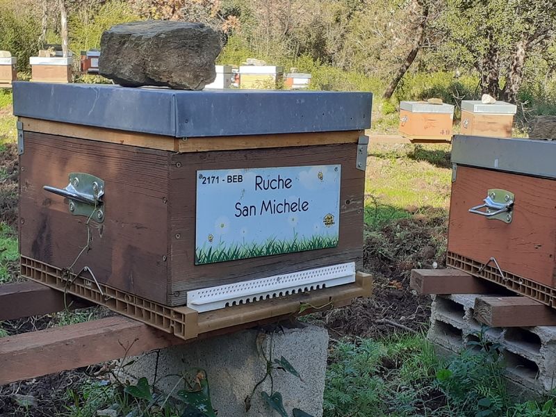 La ruche San Michele
