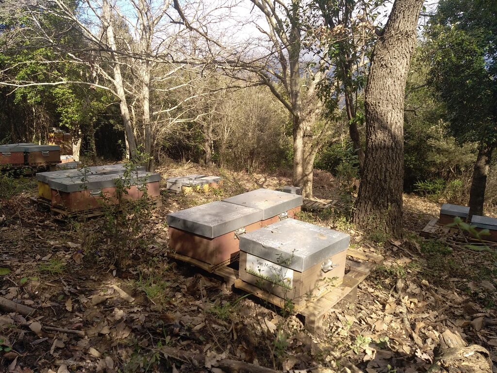 La ruche San Michele