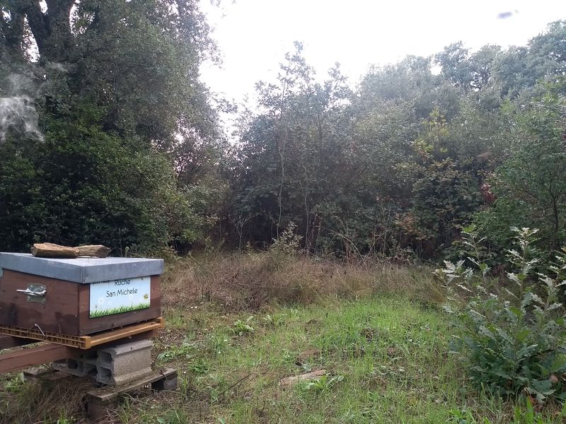 La ruche San Michele