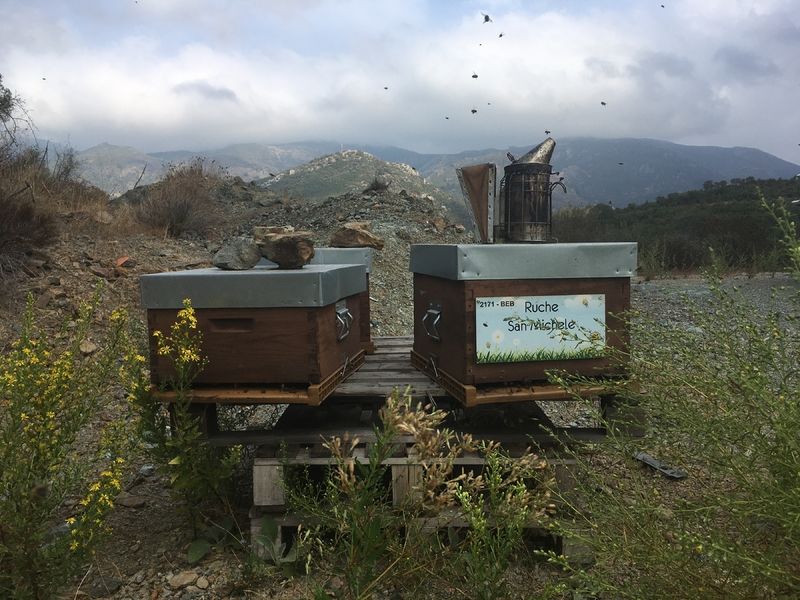 La ruche San Michele