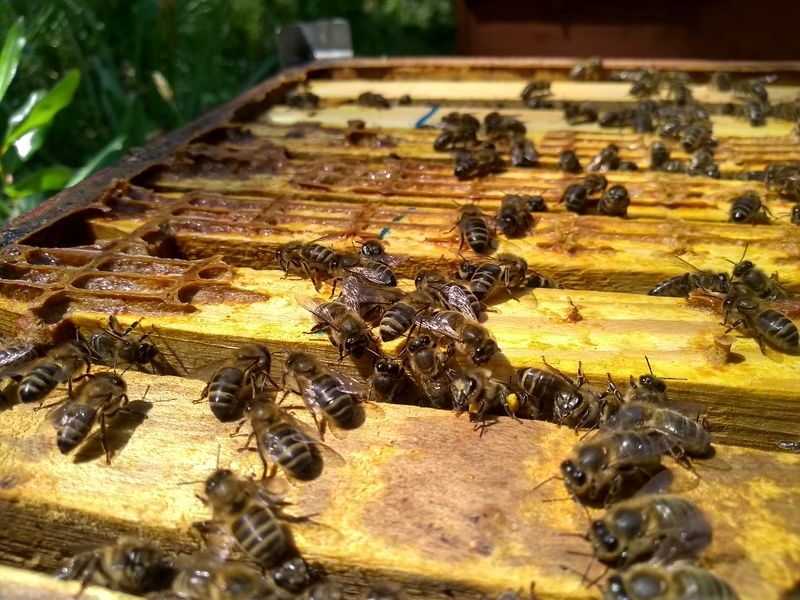 La ruche San Michele